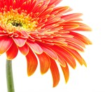 Fotobehang oranje gerbera_2728503_ds